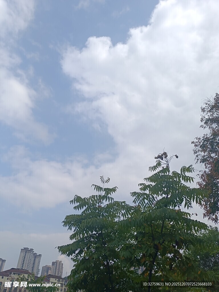 蓝天白云下的绿树景观