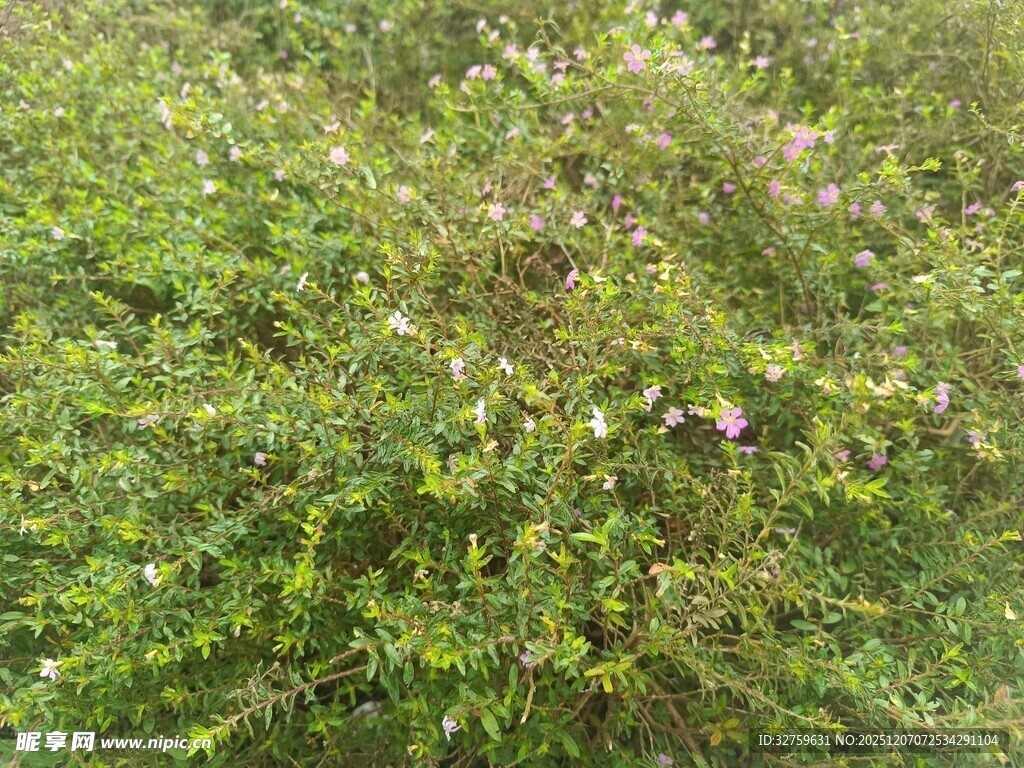 繁茂绿植中的紫色小花