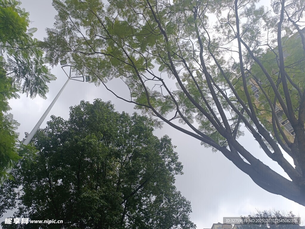 仰视繁茂树木枝叶