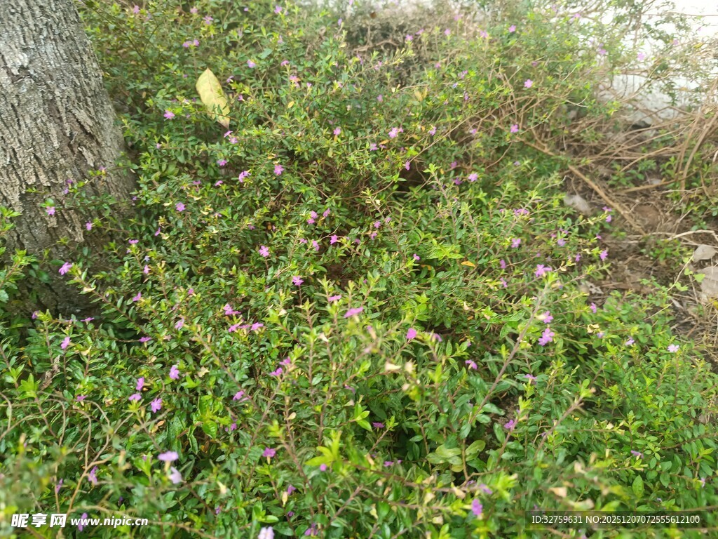 地面繁茂的绿色小草