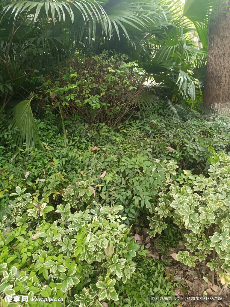 繁茂绿植景观