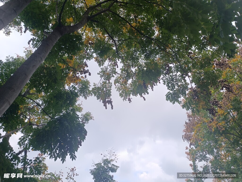 仰视茂密树林与天空