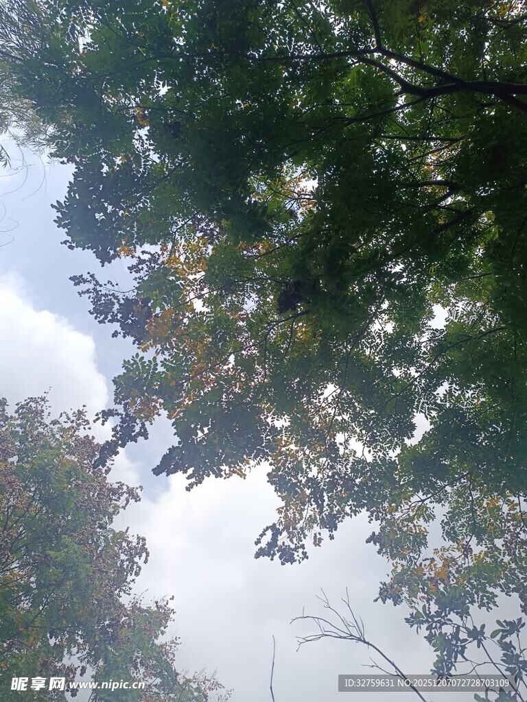 仰视树冠下的天空