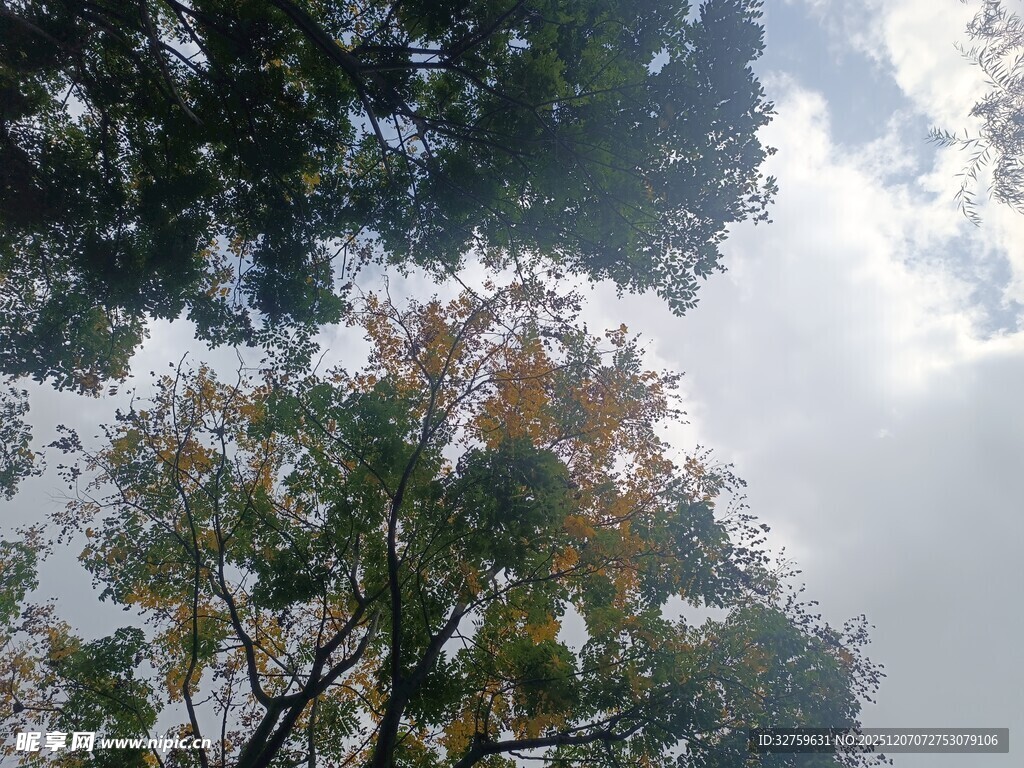 仰视秋日树林天空美景