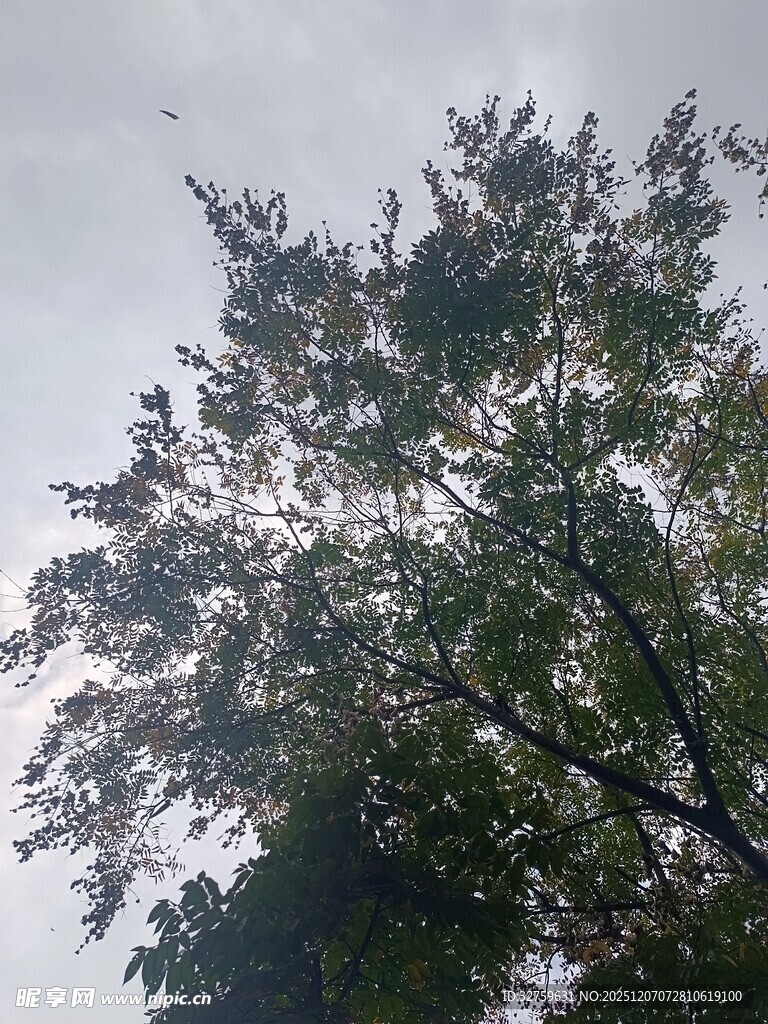 天空下的繁茂绿树