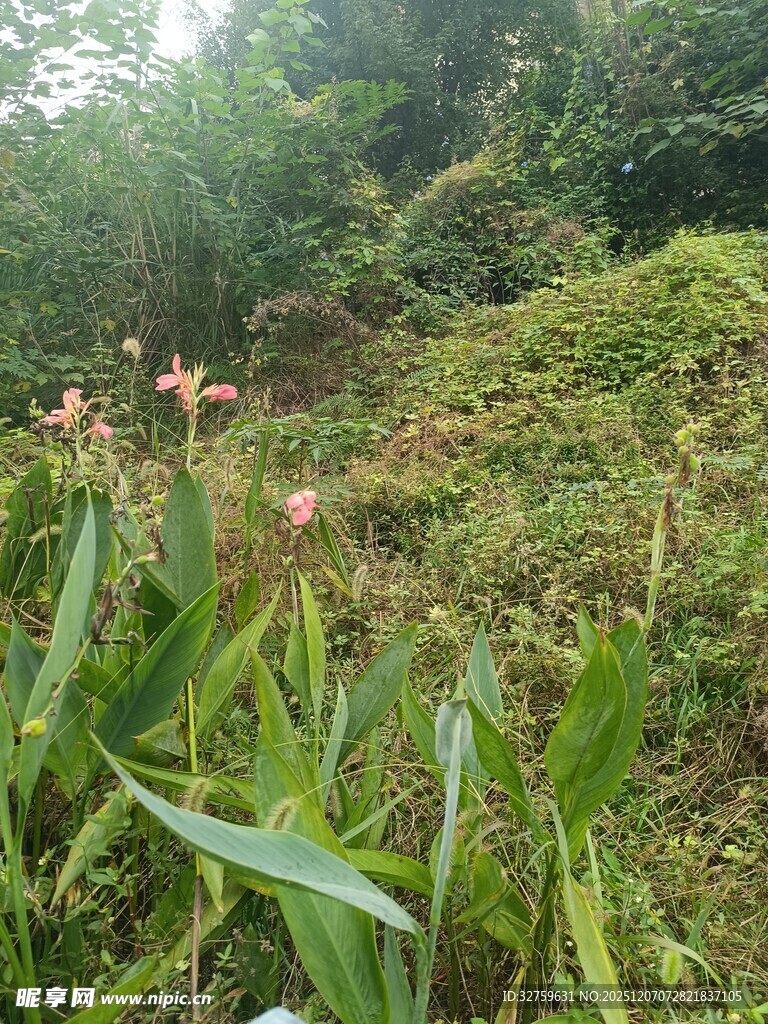 山间繁茂绿植景观