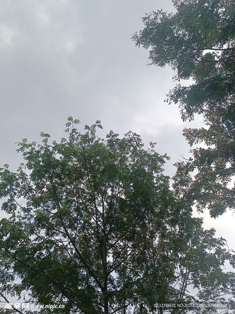 阴天里的绿树梢