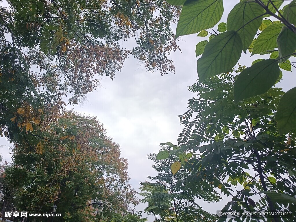 仰视林间枝叶与天空