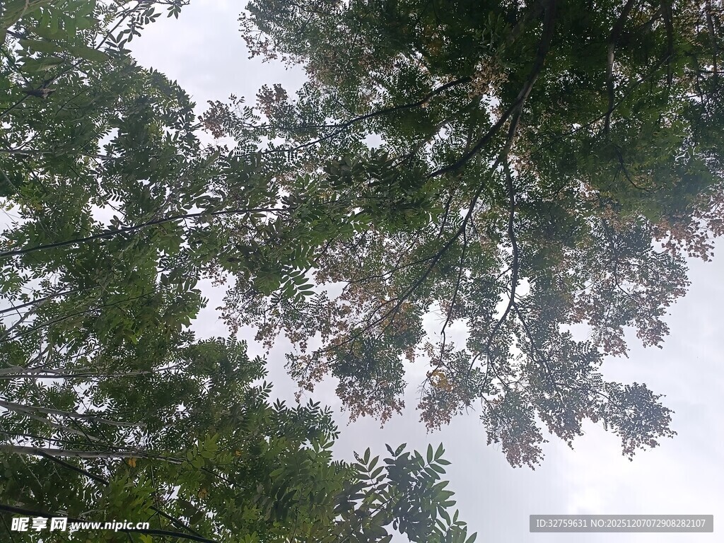 仰视茂密树冠景象