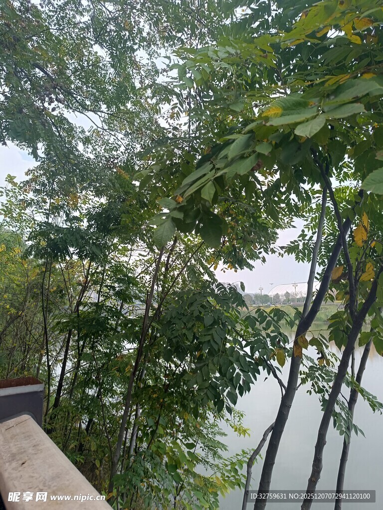 河畔绿树成荫的自然景致