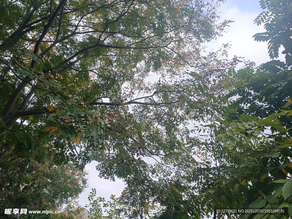 繁茂绿树间的天空一角