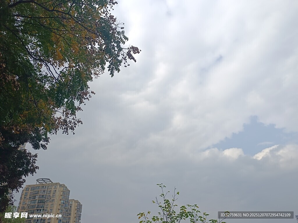 天空下的树木与高楼