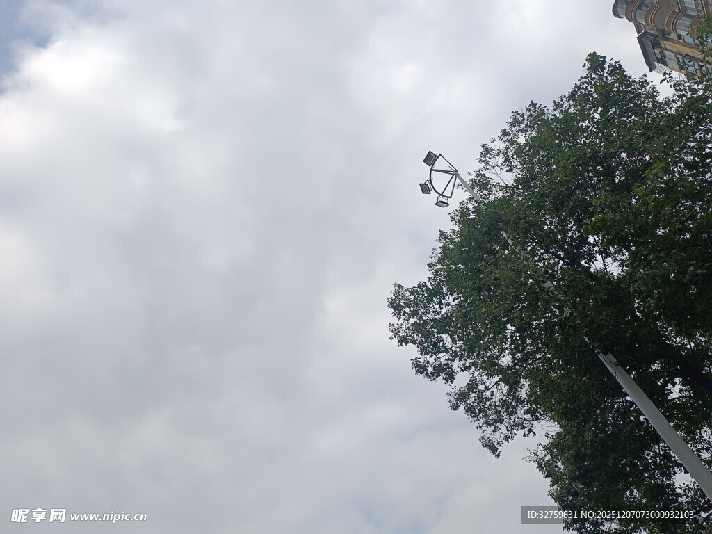 仰视天空下的葱郁树木