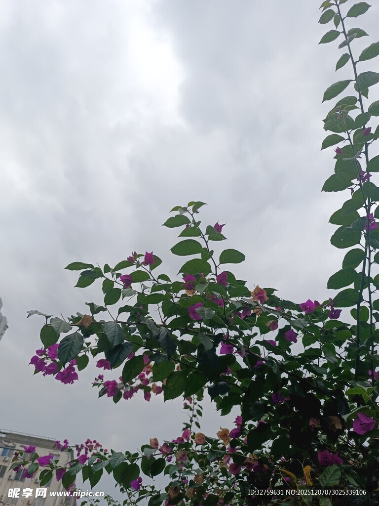 枝头绽放的紫花