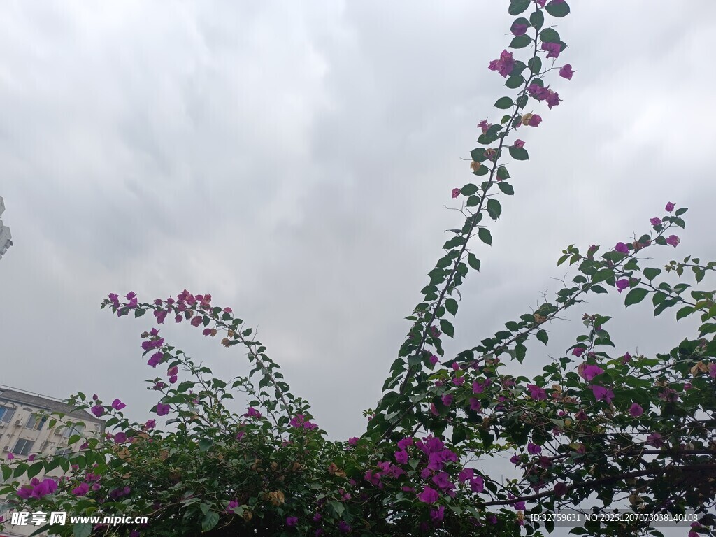 雨中绽放的紫色花卉