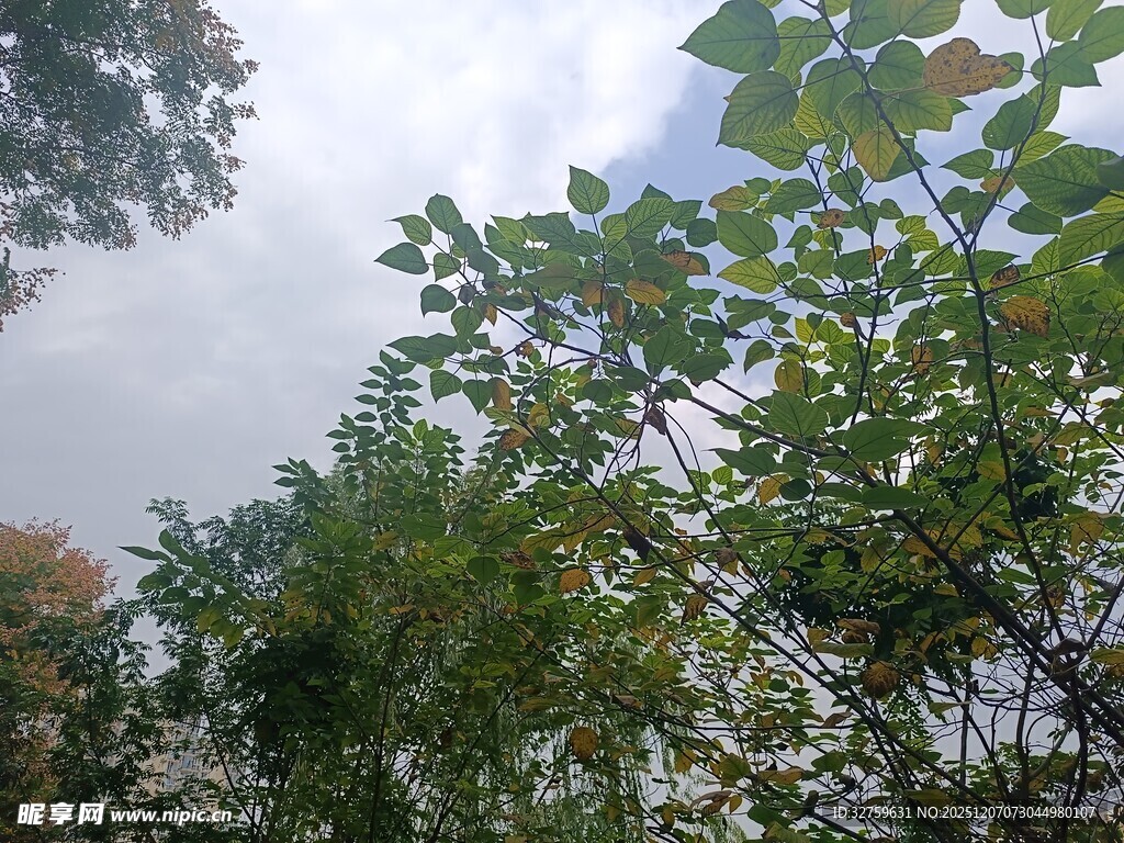 繁茂绿树与天空景致