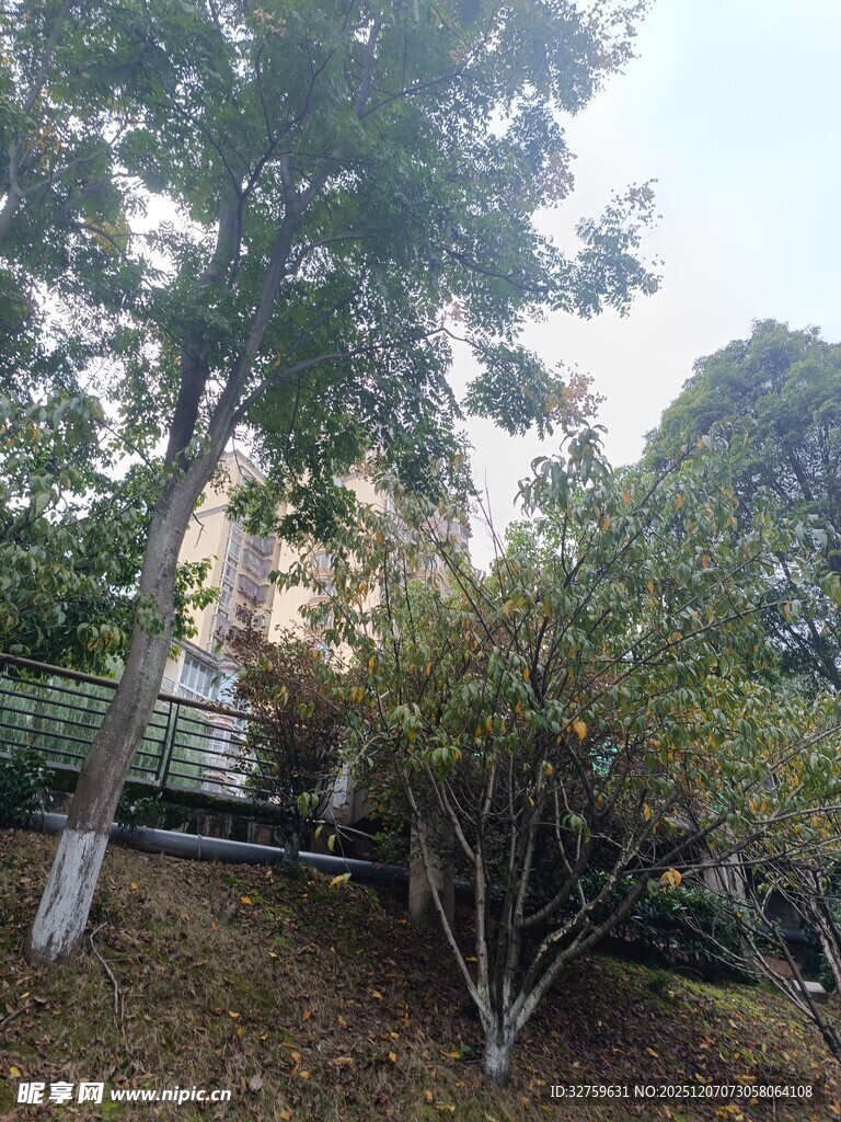 城市中的绿植景观