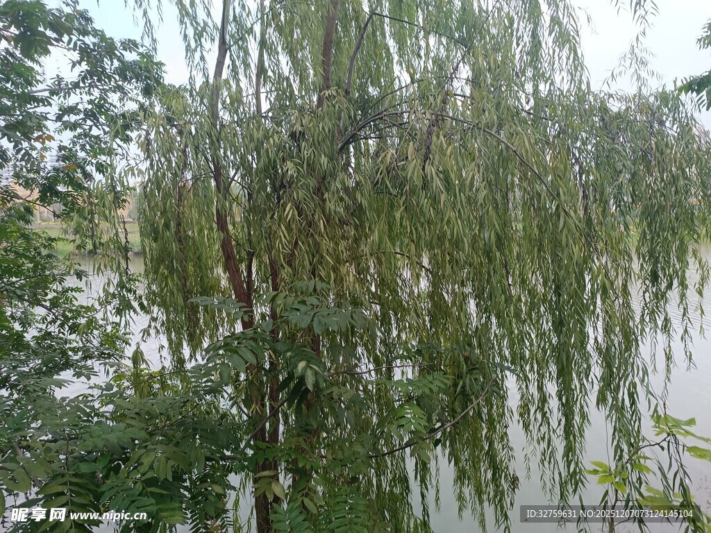 垂柳依傍水边景致