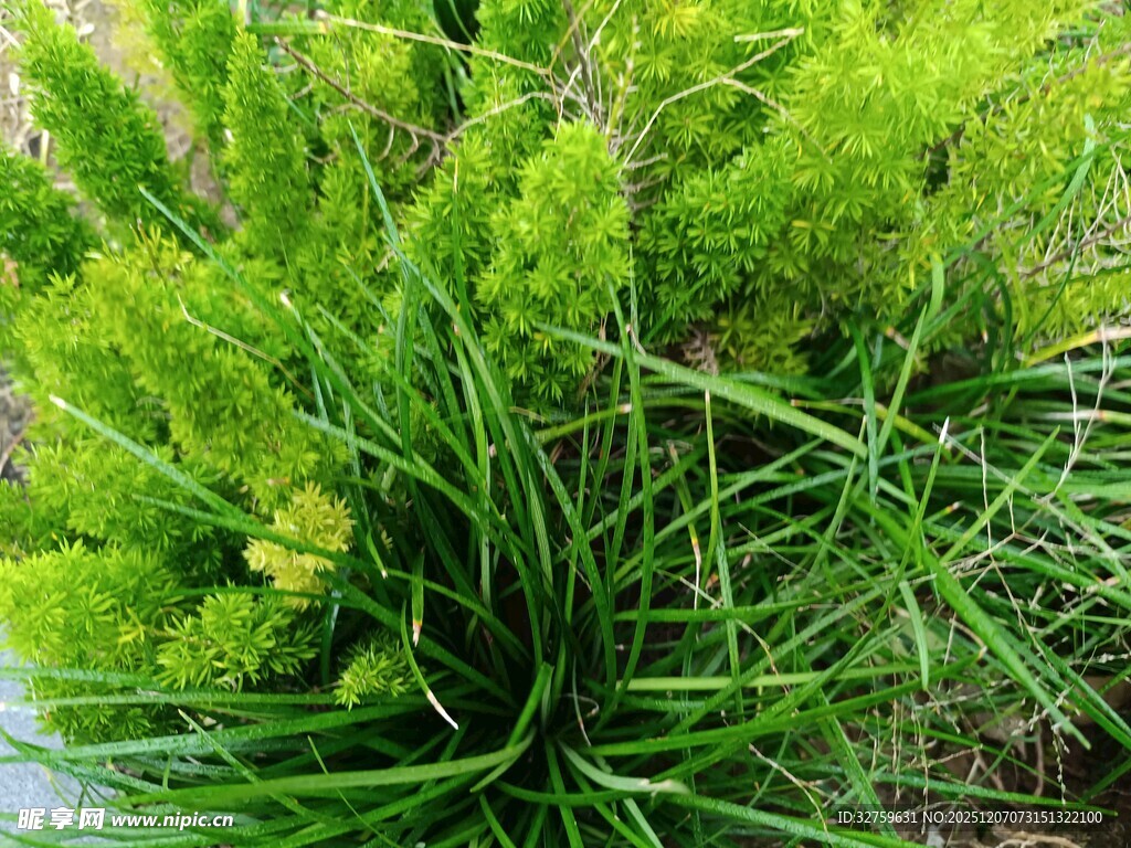 翠绿丛生草本植物景观