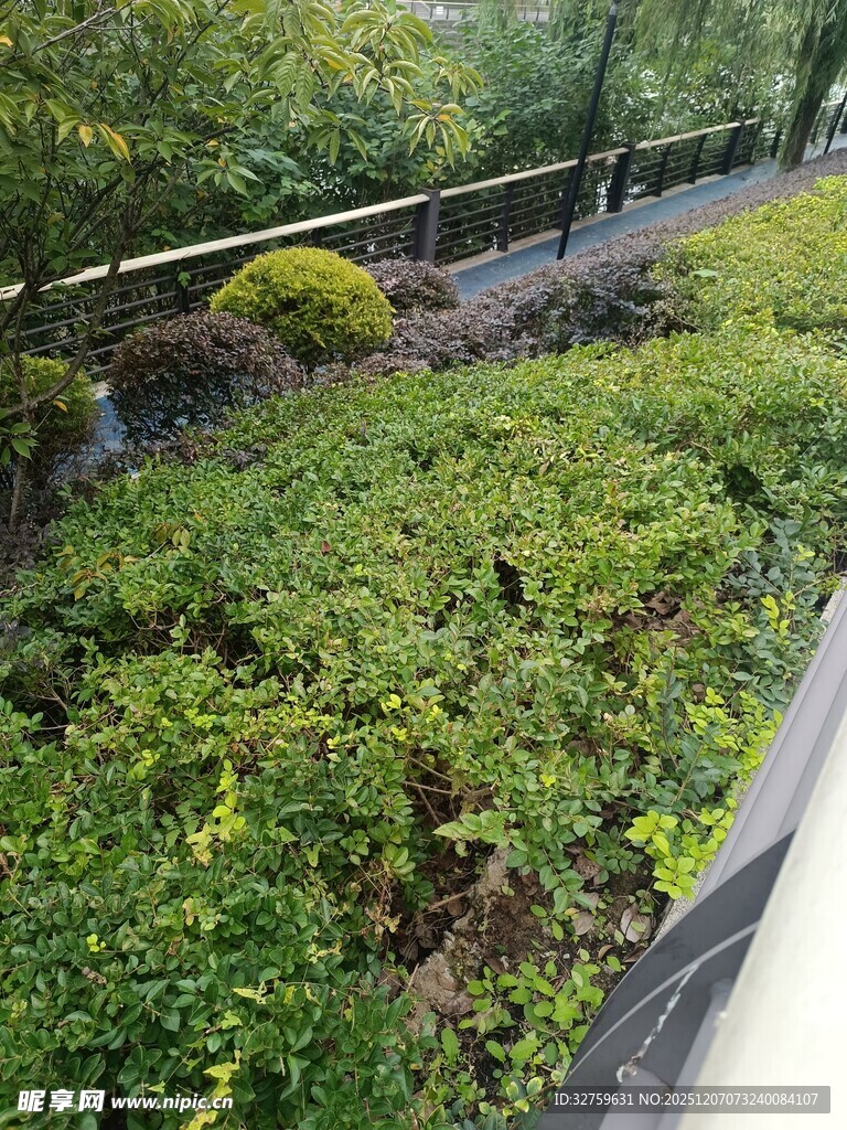 户外繁茂绿植景观