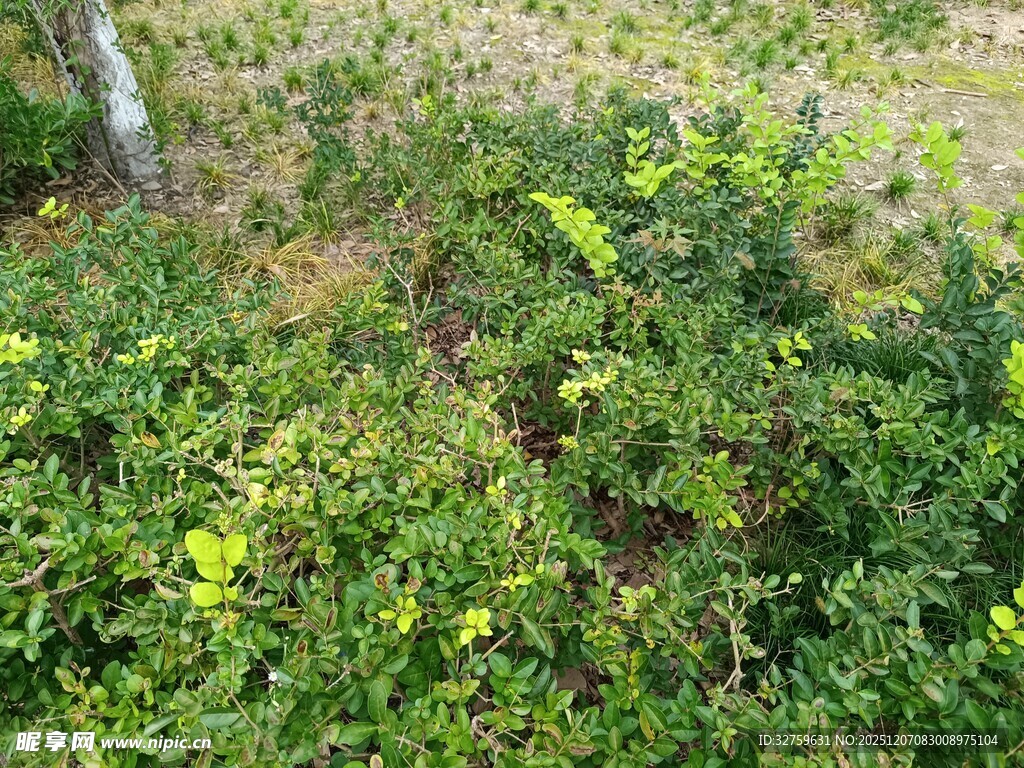 地面绿植与黄色小花景观
