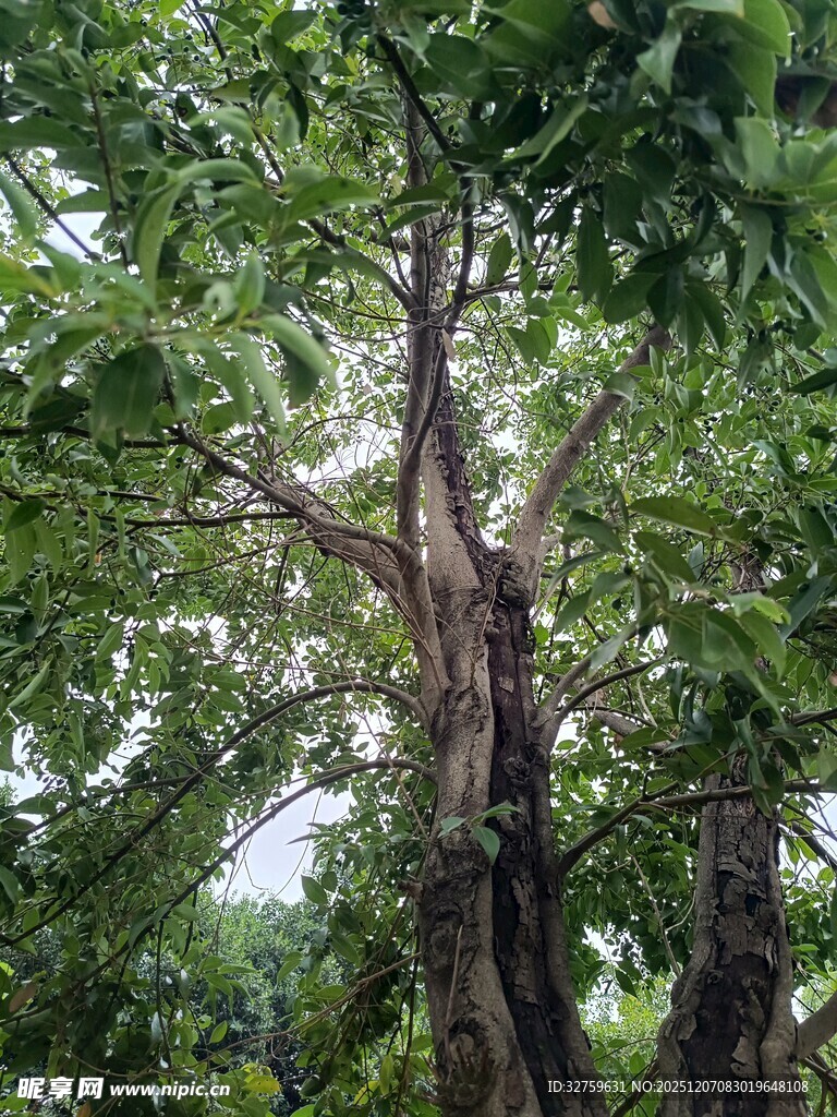 繁茂大树展现自然生命力