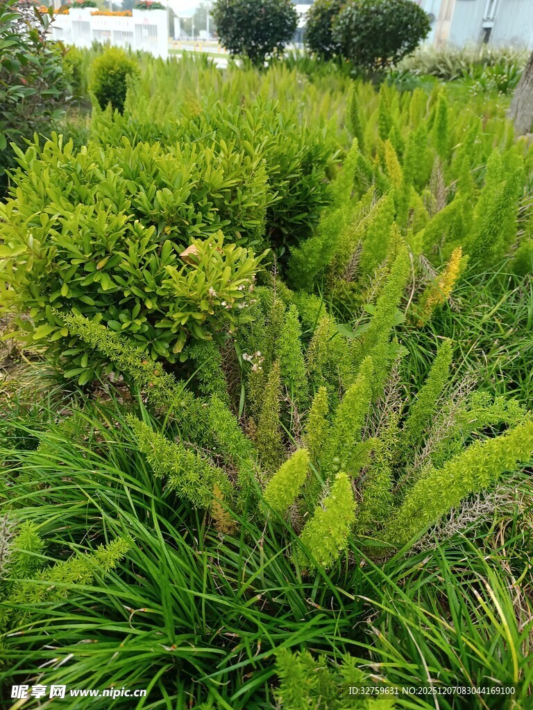 绿意盎然的植物景观