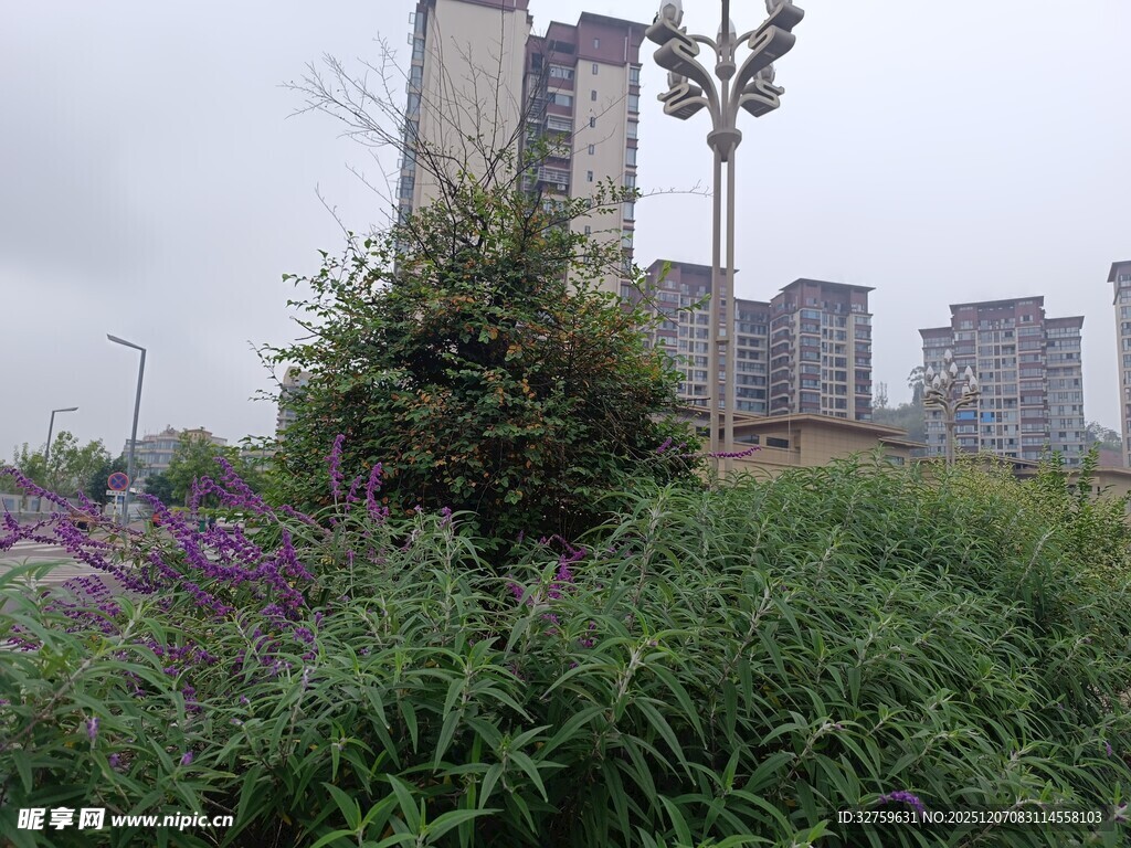 城市边的绿植与高楼景观