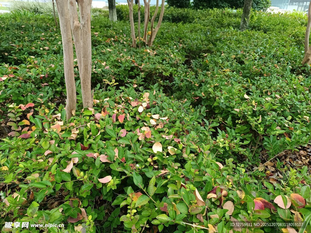 绿叶间绽放的多彩花朵