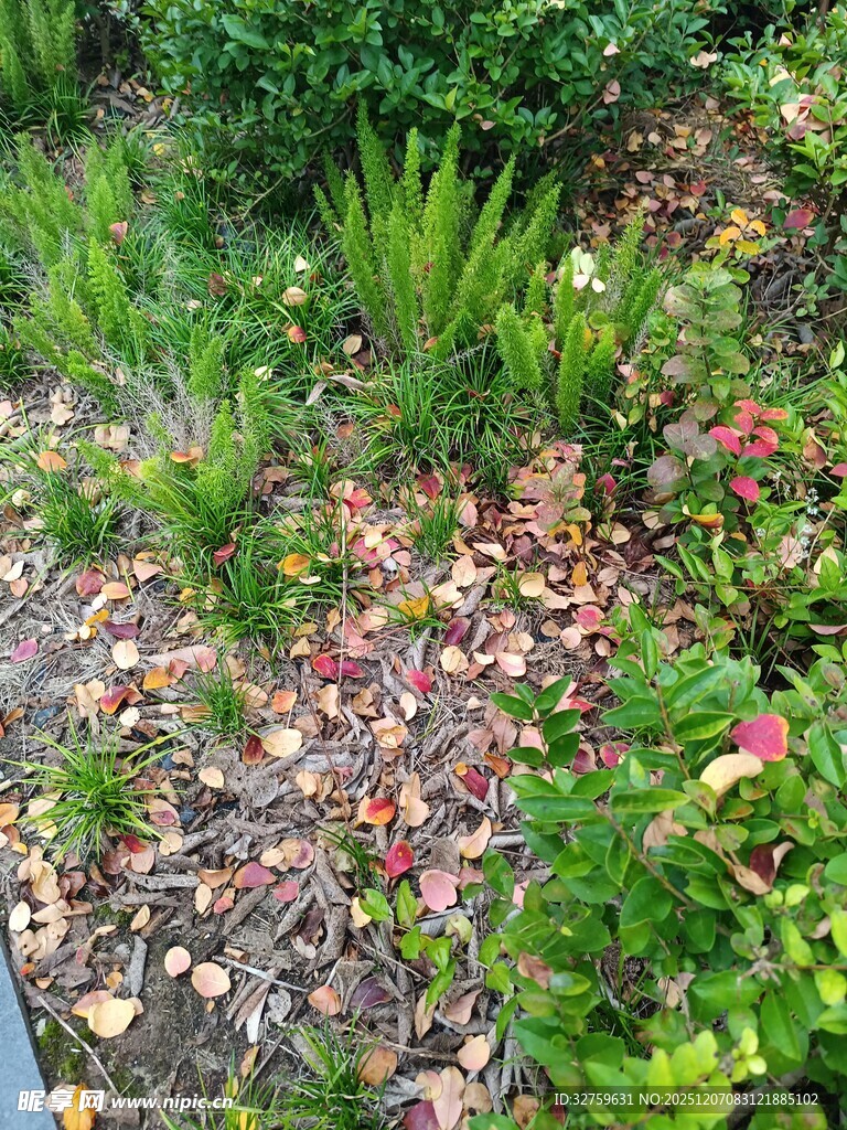 多彩植物覆盖的花园地面
