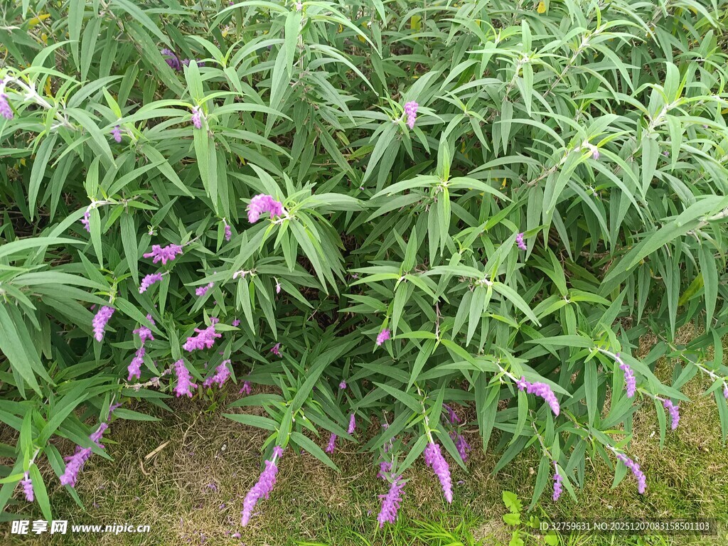 紫色花朵点缀的绿植丛