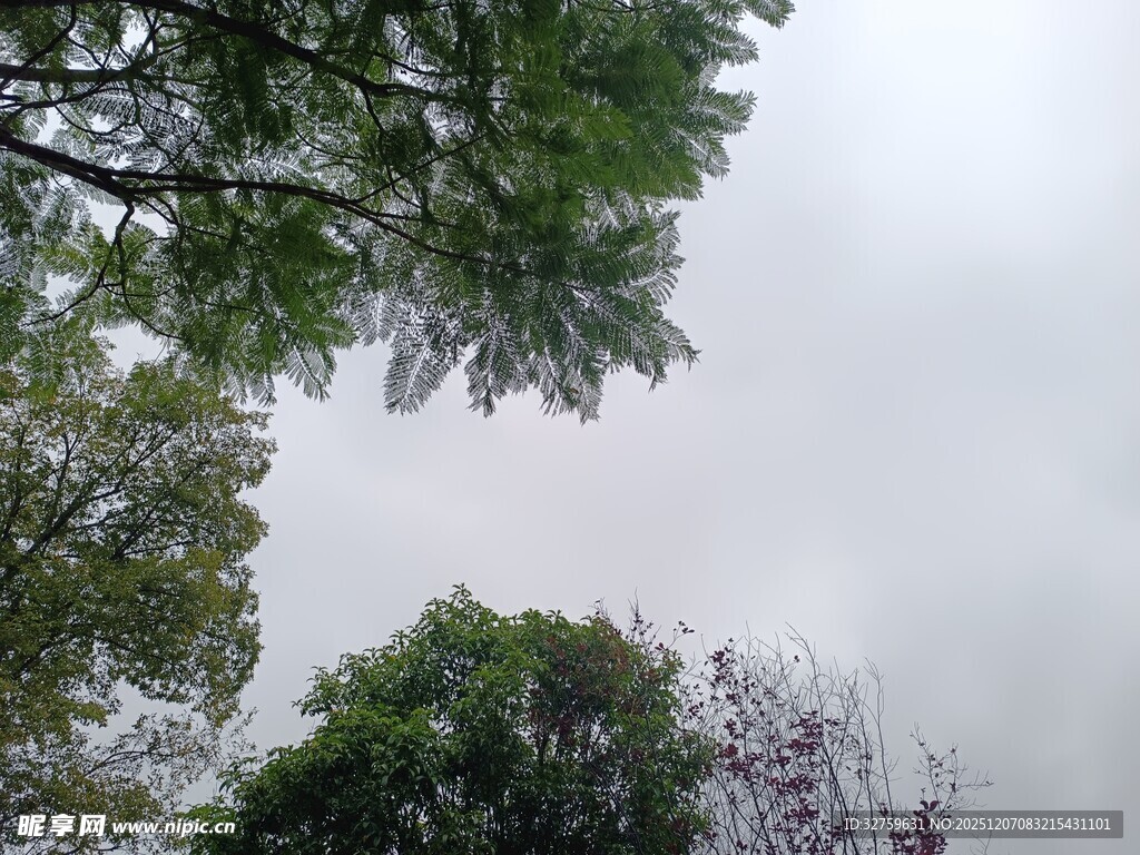仰视绿树与灰白天空
