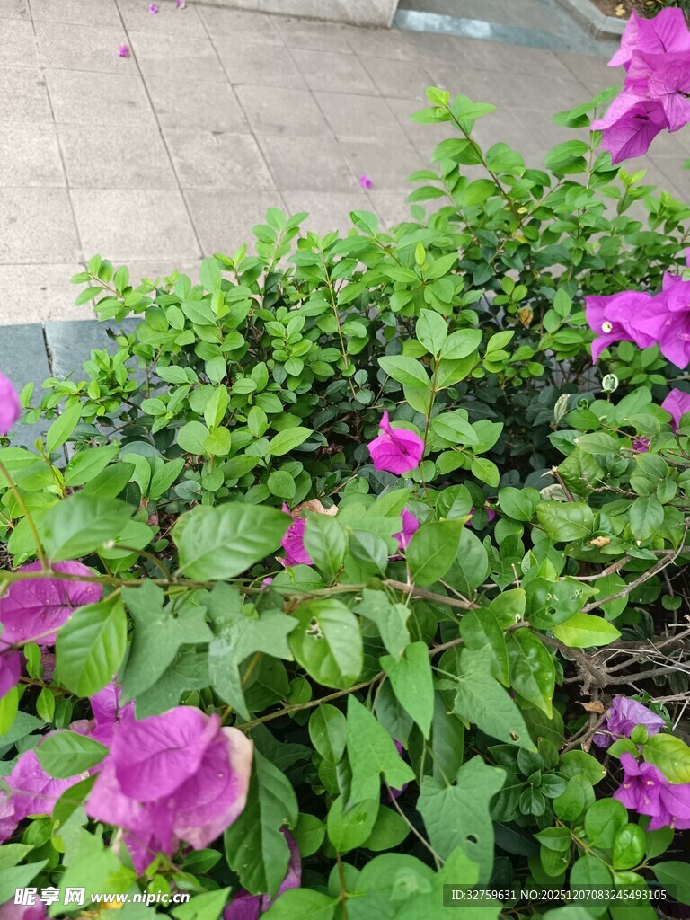 紫色花卉绿植景观