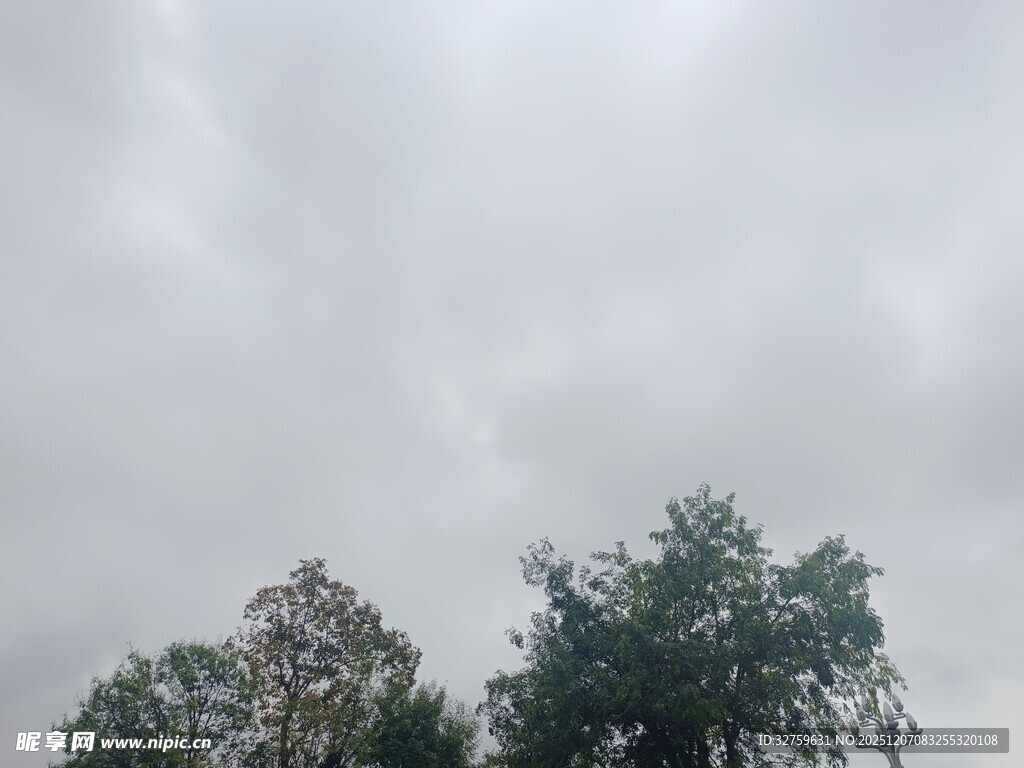 阴天中的树木