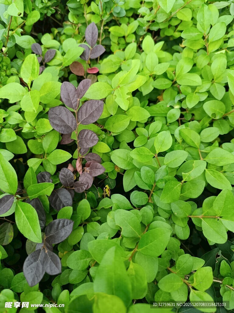 绿叶间的紫色植物