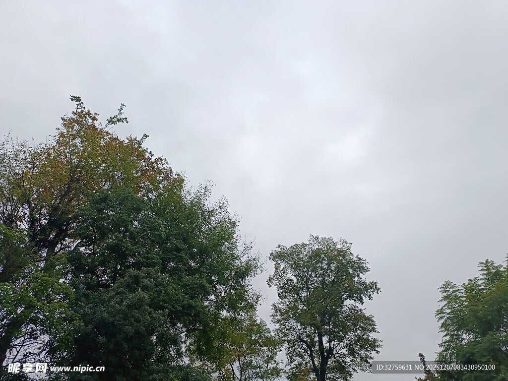 阴天中的葱郁树木