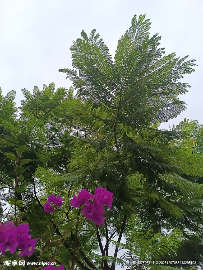 绿叶紫花的繁茂植物景观