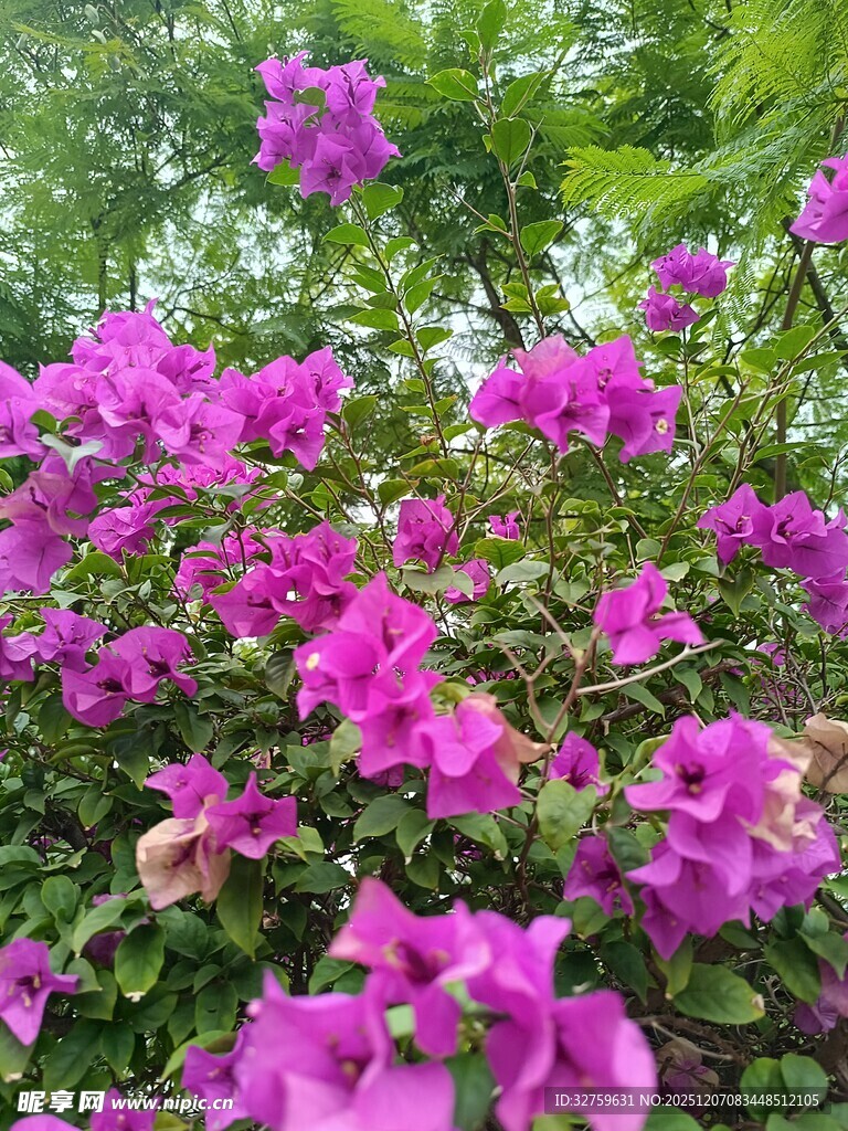 艳丽三角梅绽放于绿叶间