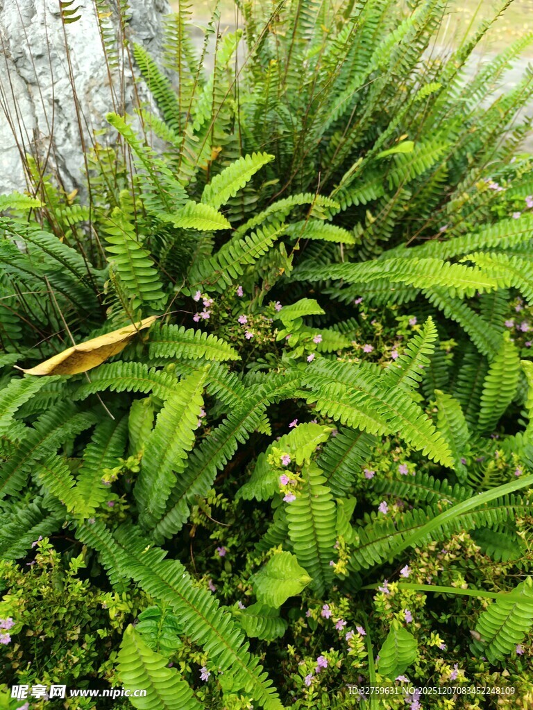 茂盛的绿色植物景观