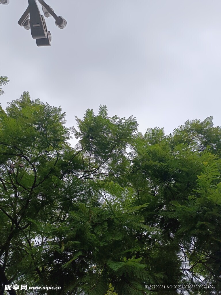 飞机飞过茂密树林上空