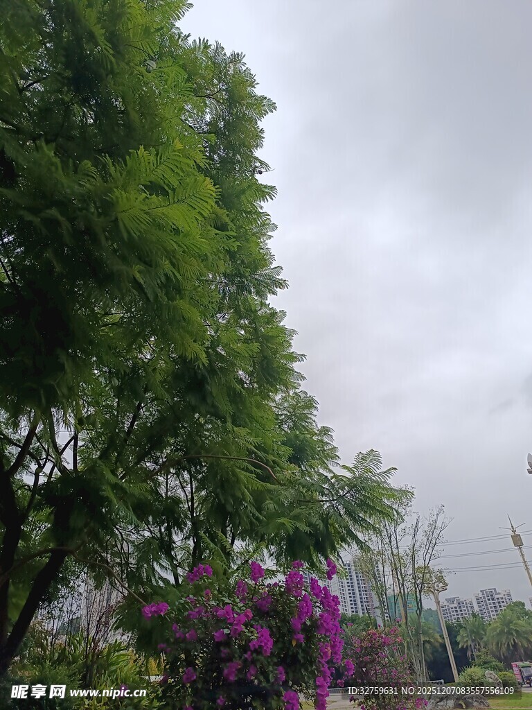 雨中繁茂花草树木景观