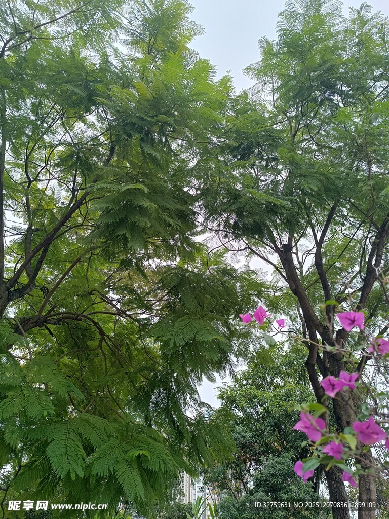 绿叶间绽放的艳丽繁花