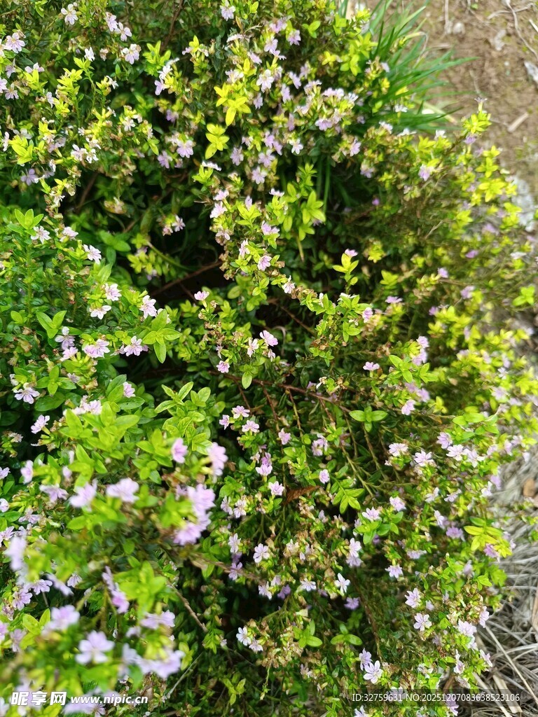 繁茂绿植绽放白色小花