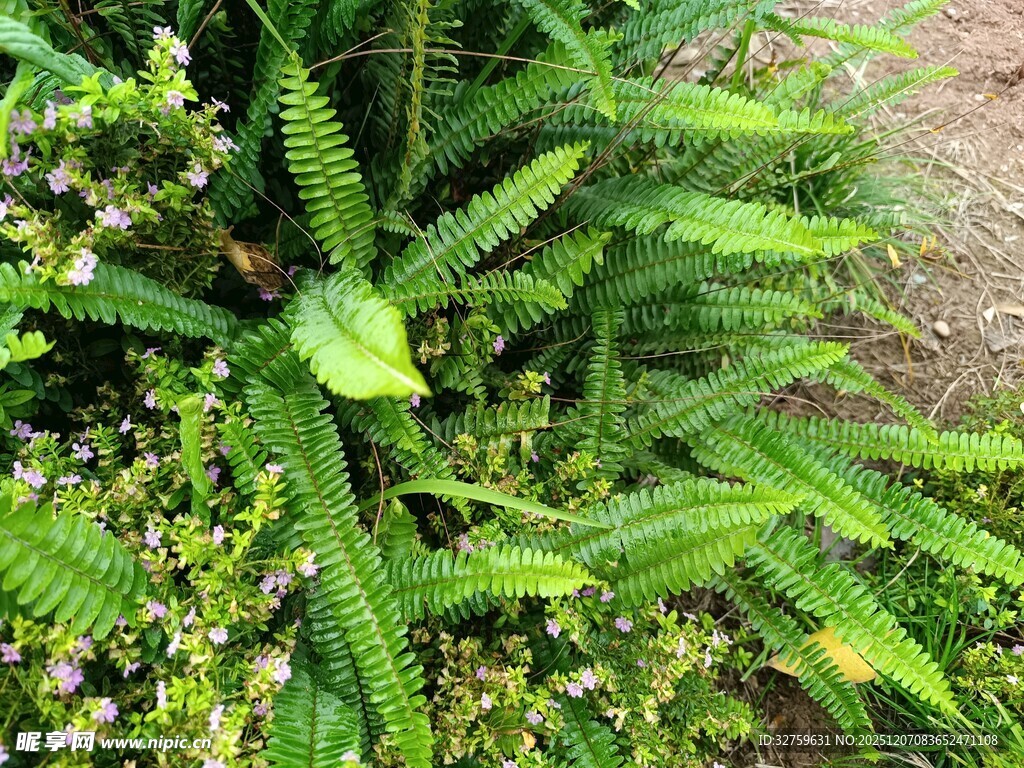 翠绿丛生的蕨类植物