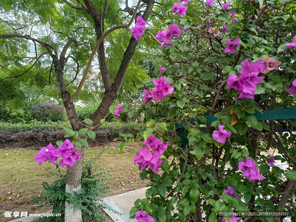 繁花盛开的户外景致