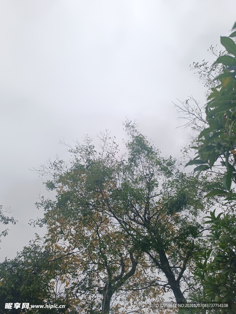 阴天中的树木景象