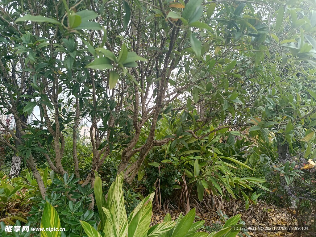 繁茂绿植景观