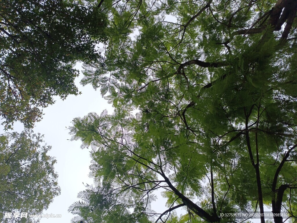 仰视茂密枝叶