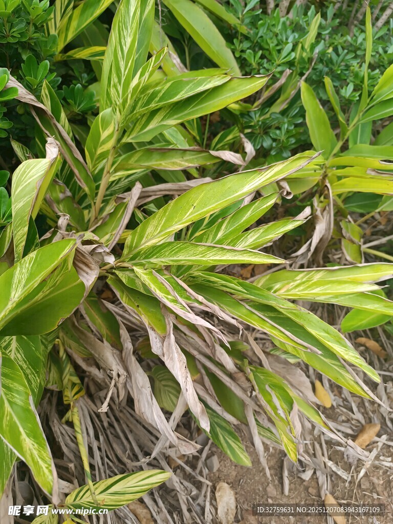 翠绿带黄的植物叶片