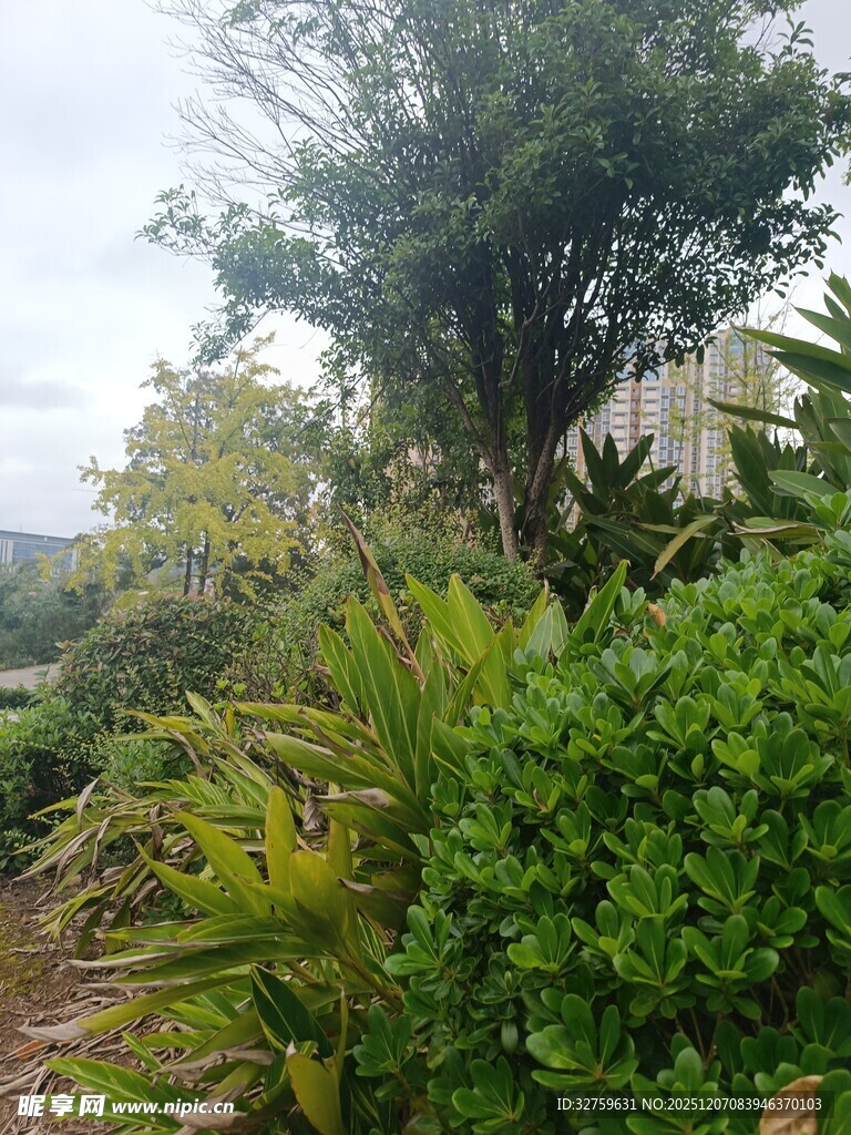 户外繁茂绿植景观